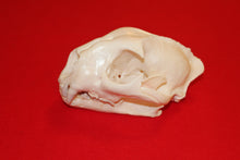 Load image into Gallery viewer, XXL MOUNTAIN LION SKULL  #2023-05
