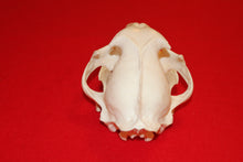 Load image into Gallery viewer, XXL MOUNTAIN LION SKULL  #2023-05
