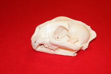 Load image into Gallery viewer, XXL MOUNTAIN LION SKULL  #2023-05
