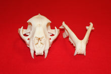 Load image into Gallery viewer, XXL MOUNTAIN LION SKULL  #2023-05
