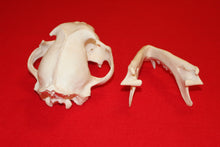 Load image into Gallery viewer, XXL MOUNTAIN LION SKULL  #2023-05
