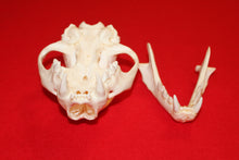 Load image into Gallery viewer, XXL MOUNTAIN LION SKULL  #2023-05
