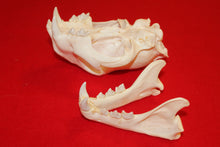 Load image into Gallery viewer, XXL MOUNTAIN LION SKULL  #2023-05
