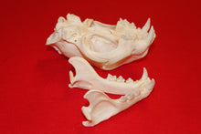 Load image into Gallery viewer, XXL MOUNTAIN LION SKULL  #2023-05
