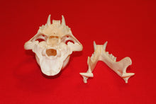 Load image into Gallery viewer, XXL MOUNTAIN LION SKULL  #2023-05
