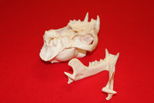 Load image into Gallery viewer, XXL MOUNTAIN LION SKULL  #2023-05
