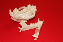 Load image into Gallery viewer, XXL MOUNTAIN LION SKULL  #2023-05
