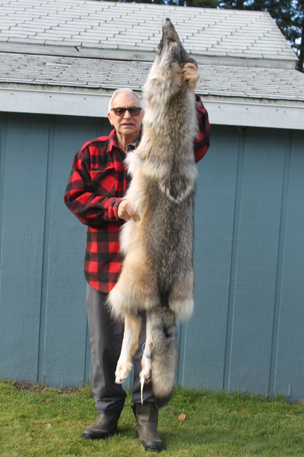 N.IDAHO HARVESTED  MALE CANADIAN GRAY WOLF   # (2023-21 )
