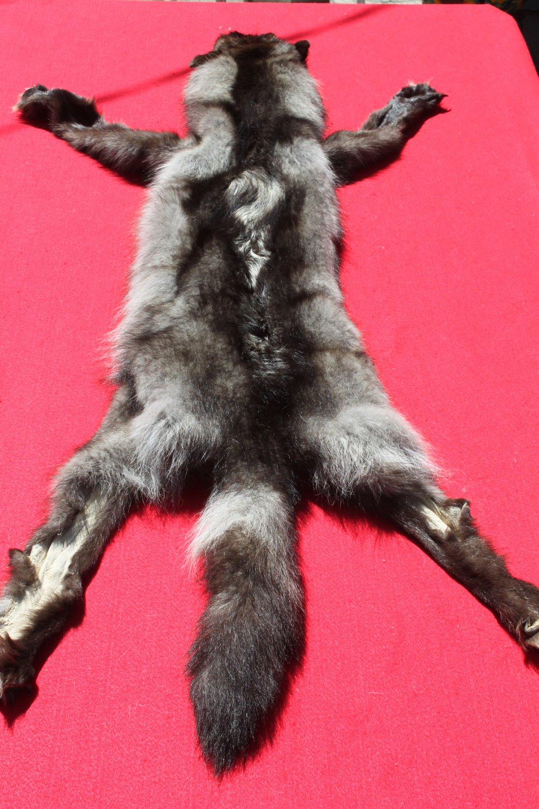 BLACK Canadian wolf - Taxidermy Quality - WLF1006