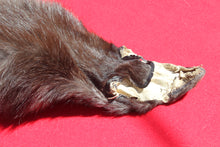 Load image into Gallery viewer, BLACK Canadian wolf - Taxidermy Quality - WLF1006
