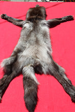 Load image into Gallery viewer, BLACK Canadian wolf - Taxidermy Quality - WLF1006
