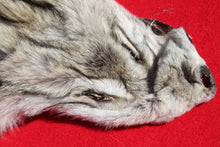 Load image into Gallery viewer, Canadian Arctic Wolf - Taxidermy Quality - WLF1011
