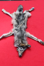 Load image into Gallery viewer, North Idaho Wolf - Taxidermy Quality - WLF1015
