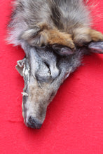 Load image into Gallery viewer, North Idaho Wolf - Taxidermy Quality - WLF1015
