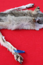 Load image into Gallery viewer, North Idaho Wolf - HAS FEET &amp; CLAWS - WLF1017
