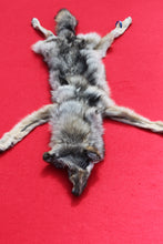 Load image into Gallery viewer, North Idaho Wolf - Taxidermy Quality - WLF1018
