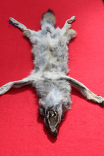 Load image into Gallery viewer, North Idaho Wolf - Taxidermy Quality - WLF1018
