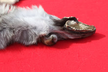 Load image into Gallery viewer, North Idaho Wolf - Taxidermy Quality - WLF1018
