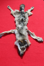 Load image into Gallery viewer, North Idaho Wolf - Taxidermy Quality - WLF1019
