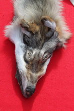 Load image into Gallery viewer, North Idaho Wolf - Taxidermy Quality - WLF1019
