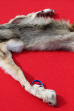 Load image into Gallery viewer, North Idaho Wolf - Taxidermy Quality - WLF1019
