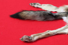 Load image into Gallery viewer, North Idaho Wolf - Taxidermy Quality - WLF1019
