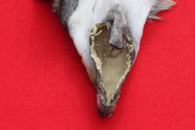 Load image into Gallery viewer, North Idaho Wolf - Taxidermy Quality - WLF1019
