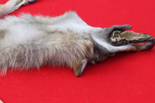 Load image into Gallery viewer, North Idaho Wolf - Taxidermy Quality - WLF1019
