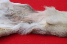 Load image into Gallery viewer, North Idaho Wolf - Taxidermy Quality - WLF1019
