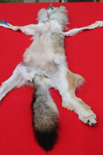 Load image into Gallery viewer, North Idaho Wolf - Taxidermy Quality - WLF1019
