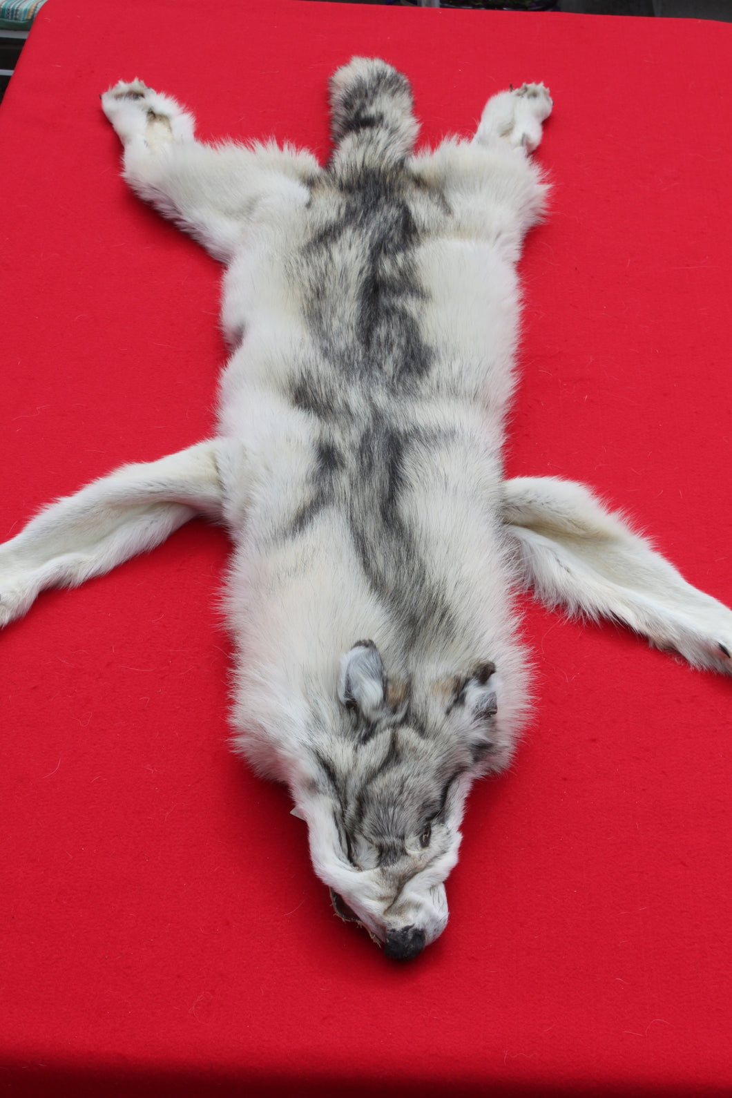 Canadian Arctic Wolf - Taxidermy Quality - WLF1020