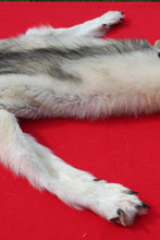 Load image into Gallery viewer, Canadian Arctic Wolf - Taxidermy Quality - WLF1020
