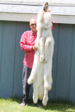 Load image into Gallery viewer, Canadian Arctic Wolf - Taxidermy Quality - WLF1011
