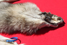 Load image into Gallery viewer, Central Idaho Female Wolf - Taxidermy Quality - WLF1025
