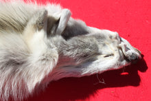 Load image into Gallery viewer, Canadian Arctic Alpha Male Wolf - Taxidermy Quality - WLF1026
