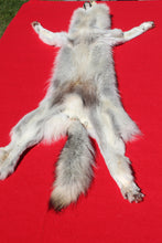 Load image into Gallery viewer, Canadian Arctic Alpha Male Wolf - Taxidermy Quality - WLF1026
