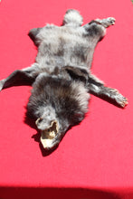 Load image into Gallery viewer, BLACK Canadian Wolf - HAS THREE FEET WITH CLAWS - WLF1028
