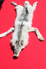 Load image into Gallery viewer, Canadian Arctic Wolf - Has FEET AND CLAWS - WLF1029
