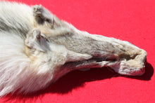 Load image into Gallery viewer, Canadian Arctic Wolf - Has FEET AND CLAWS - WLF1029
