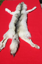 Load image into Gallery viewer, Canadian Arctic Wolf - Has FEET AND CLAWS - WLF1029
