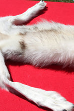 Load image into Gallery viewer, Canadian Arctic Wolf - Has FEET AND CLAWS - WLF1029
