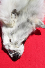 Load image into Gallery viewer, Canadian Arctic Wolf - Taxidermy Quality - WLF1031
