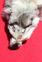 Load image into Gallery viewer, Canadian Arctic Wolf - Has FEET AND CLAWS - WLF1032
