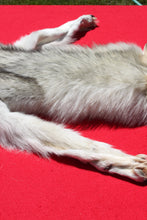 Load image into Gallery viewer, Canadian Arctic Wolf - Has FEET AND CLAWS - WLF1032
