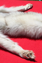 Load image into Gallery viewer, Canadian Arctic Wolf - Has FEET AND CLAWS - WLF1032
