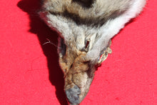 Load image into Gallery viewer, Northwestern Montana Wolf - Taxidermy Quality - WLF1034
