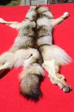 Load image into Gallery viewer, Northwestern Montana Wolf - Taxidermy Quality - WLF1034
