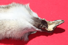 Load image into Gallery viewer, Northwestern Montana Wolf - Taxidermy Quality - WLF1034
