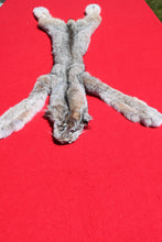 Load image into Gallery viewer, Canadian Lynx - Taxidermy Quality - 1001
