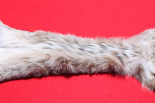 Load image into Gallery viewer, Canadian Lynx - Taxidermy Quality - 1001
